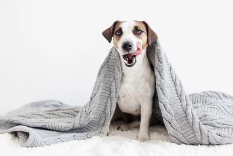 Dog on the sofa Stock Photos