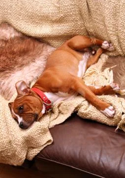 Dog sofa sleep Stock Photos