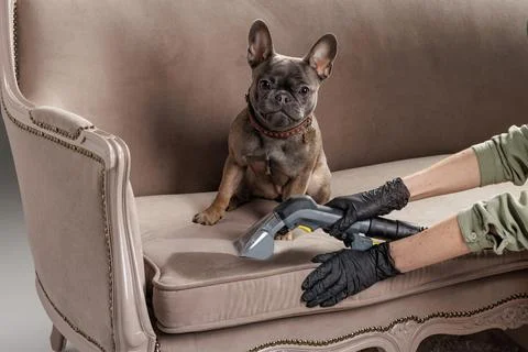 Dog on sofa while upholstery cleaner removes pet urine stain Stock Photos