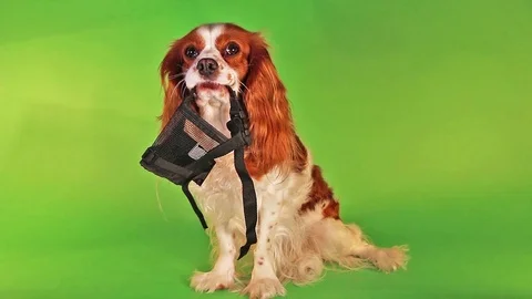 Dog with soft muzzle Stock Footage 89635649