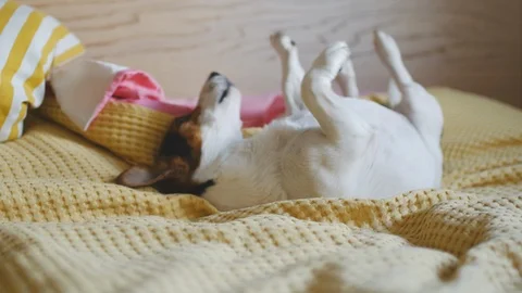 Dog somersault on the bed Stock Footage 92425284