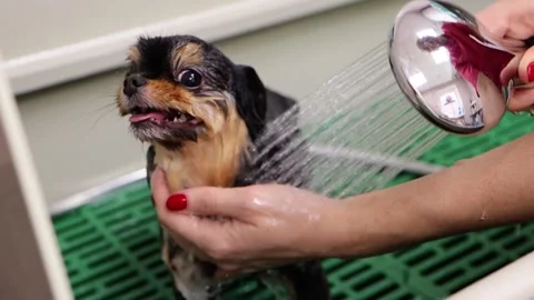 Dog spa shower showcase with Spitz Stock Footage 181776614