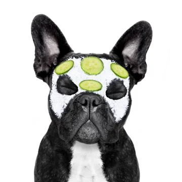 Dog spa wellness Foto stock