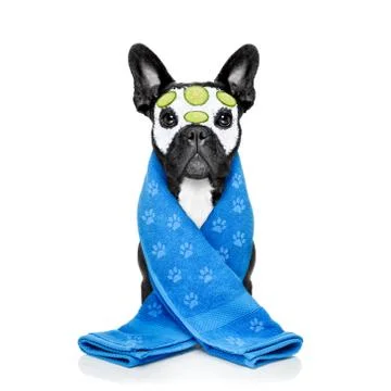 Dog spa wellness Photos