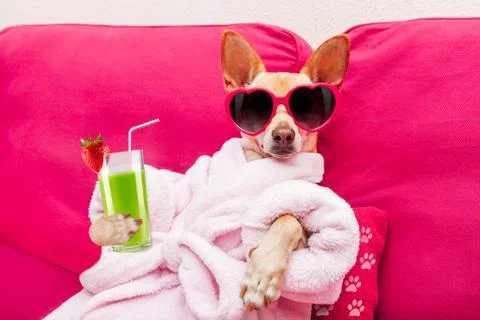 Dog spa wellness Stock Photos