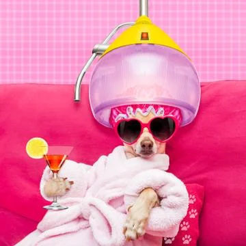 Dog spa wellness Foto stock