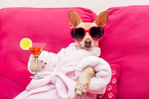 Dog spa wellness Foto stock