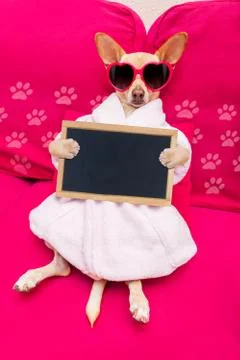 Dog spa wellness Stock-Fotos