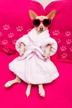 Dog spa wellness Stock-Fotos