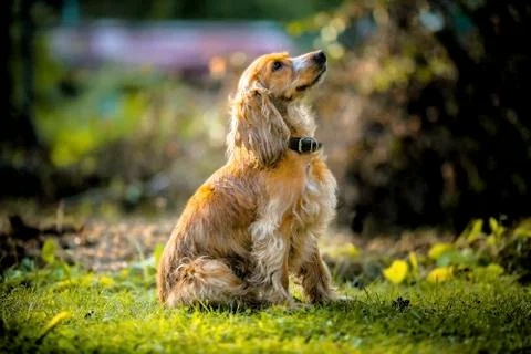 .dog Spaniel , commands to sit Stock-Fotos