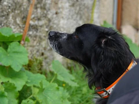 Dog spaniel profile Stock Photos