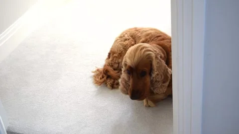 Dog Spaniel settles down to rest on white carpet at home. Video stock 333480053