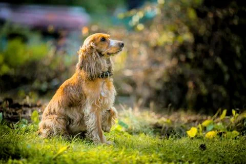 .dog Spaniel  sit Foto stock