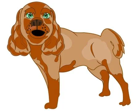 Dog spaniel on white background is insulated Stock Illustration