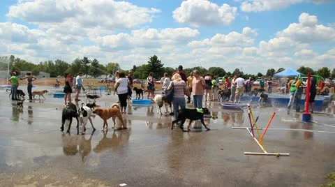 Dog spash park 動画素材 11722854