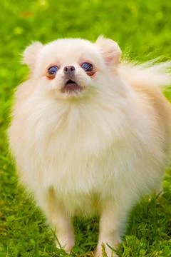 Dog Spitz Close-up Stock Photos