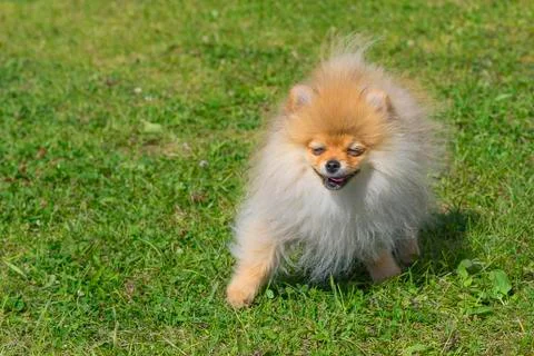 Dog Spitz Close-up Stock-Fotos