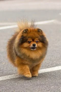 Dog Spitz Close-up Stock Photos