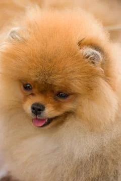 Dog Spitz Close-up Stock Photos