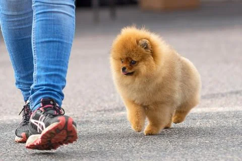 Dog Spitz Close-up Stock Photos