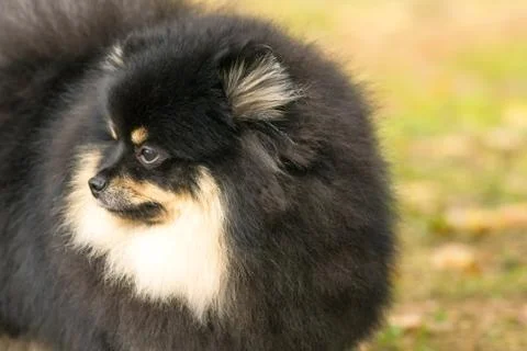 Dog Spitz Close-up Stock Photos