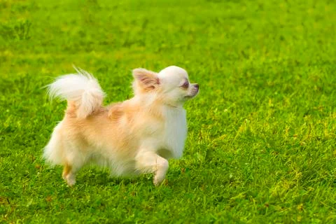 Dog Spitz Close-up Stock Photos