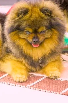 Dog Spitz Close-up Stock-Fotos