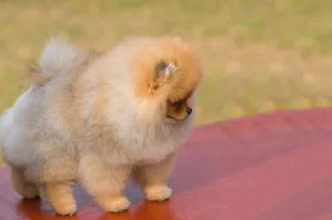 Dog Spitz Close-up Stock Photos