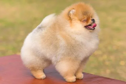 Dog Spitz Close-up Stock Photos