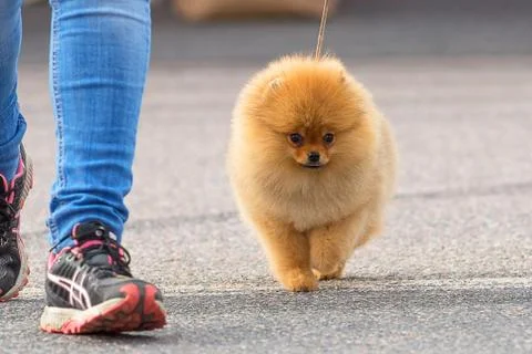 Dog Spitz Close-up Stock Photos