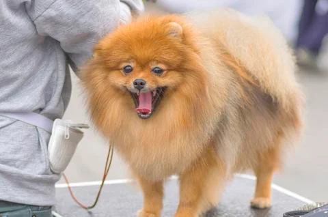 Dog Spitz Close-up Stock Photos