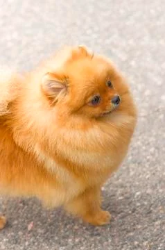 Dog Spitz Close-up Stock Photos