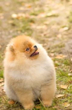 Dog Spitz Close-up Stock-Fotos