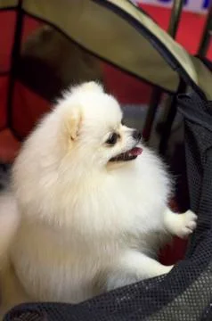 Dog Spitz Close-up Stock Photos