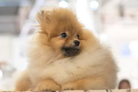 Dog Spitz Close-up Stock Photos