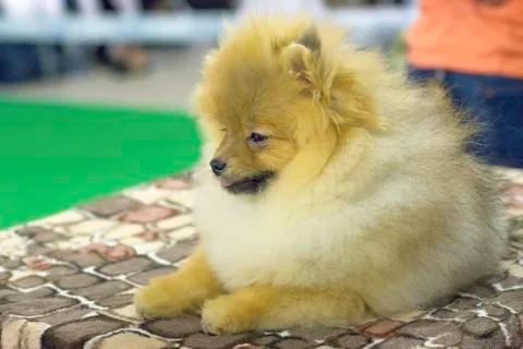 Dog Spitz Close-up Stock Photos