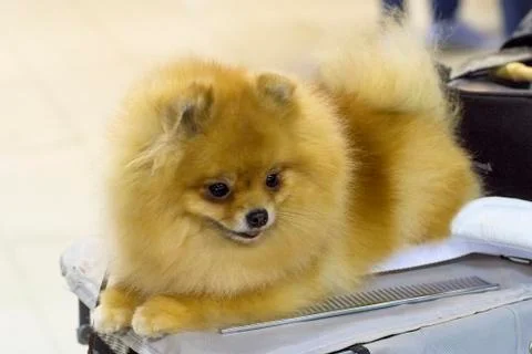 Dog Spitz Close-up Stock Photos