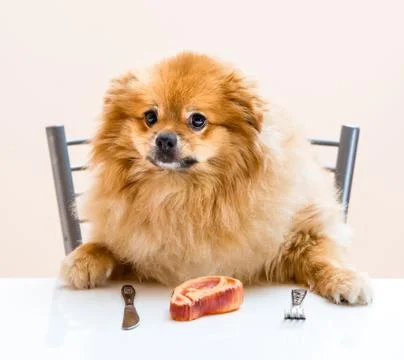 Dog Spitz is sitting at the table Stock Photos