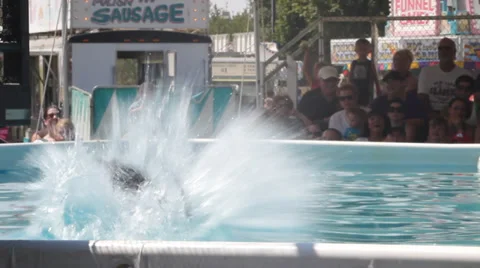 Dog Splash Stock Footage 27816238