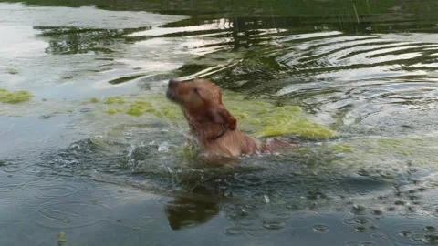 Dog Splashing Through Shallow River Stock Footage 153834537