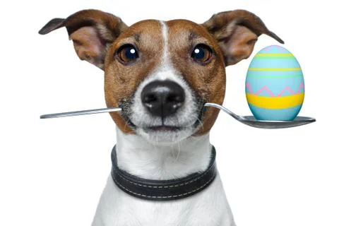 Dog with spoon and easter egg Stock Illustration