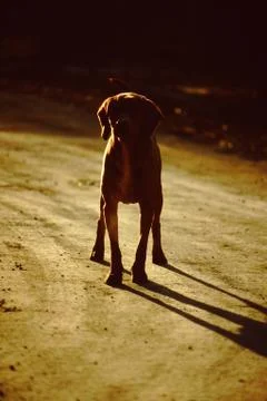 Dog in the spotlight Foto stock