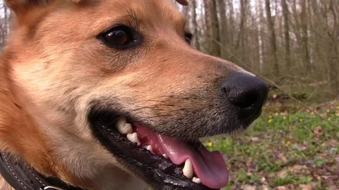 Dog in a spring forest Stockbeeldmateriaal 83843768