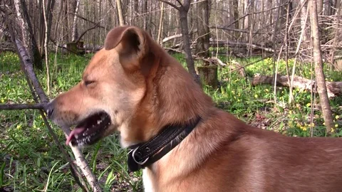 Dog in a spring forest Stock Footage 83843879