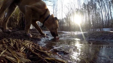 Dog in a spring forest Video stock 83844678