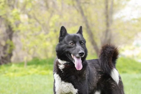 A dog in the spring forest.A young black dog on a walk in the woods.A dog in  Stock Photos