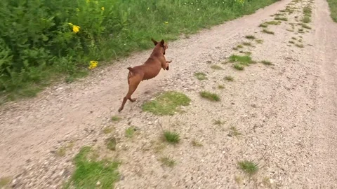 Dog sprinting energetically down dirt path on sunny summer day Stock Footage 314300526