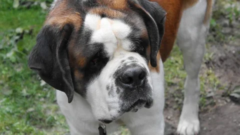 Dog St. Bernard Stock Footage