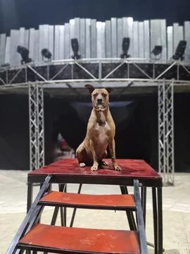 Dog in stage 库存照片