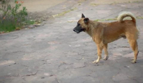 Dog Stand Stock Photos